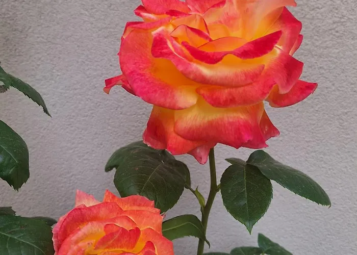 Bilocale Moderno Sabbia E Cielo - 5min Dal Mare Daire Rimini